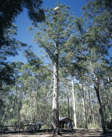 Ringbark WA Darwin Holiday