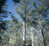 Diamond Tree Lookout Manjimup - Darwin Holiday