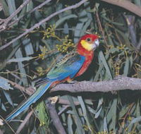 King River - Darwin Holiday