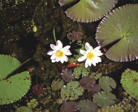 Parry Lagoons Nature Reserve - Darwin Holiday 0