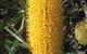 Moore River National Park - thumb 0