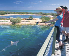 Shark Bay Marine Park - Darwin Holiday 0