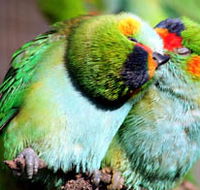 Rainbow Jungle - The Australian Parrot Breeding Centre - Darwin Holiday