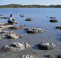 Lake Thetis Stromatolites - Darwin Holiday