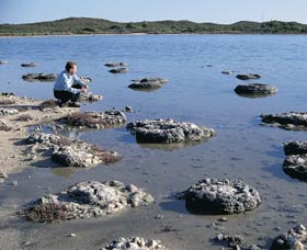 Lake Thetis Stromatolites - Darwin Holiday 0