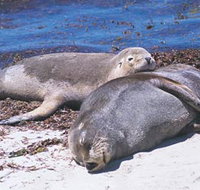 Carnac Island - Darwin Holiday