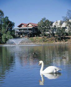 White Swans - Darwin Holiday 0