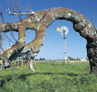 Greenough Leaning Trees - Darwin Holiday