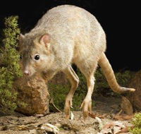 Kanyana Wildlife - Darwin Holiday