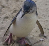 Penguin Island Boardwalks and Walk Trail - Darwin Holiday