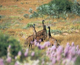 Jurabi Coastal Reserve - Darwin Holiday 0