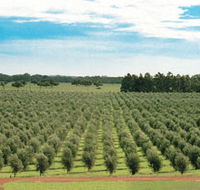 Fini Olives - Darwin Holiday