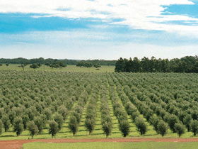 Fini Olives - Darwin Holiday 0