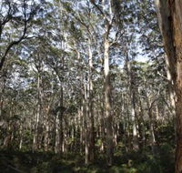 Boranup Karri Forest - Darwin Holiday
