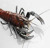 Andermel Marron - Darwin Holiday