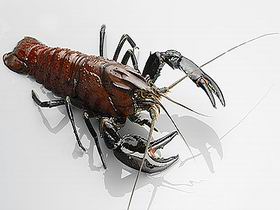 Andermel Marron - Darwin Holiday 0