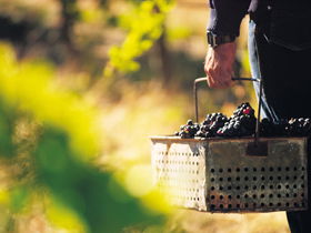 Burge Family Winemakers - Darwin Holiday 0