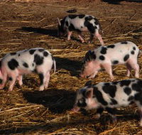 Will's Rare Breeds Farm - Darwin Holiday
