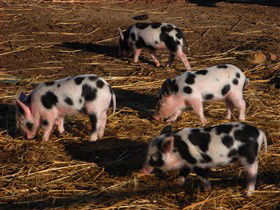 Will's Rare Breeds Farm - Darwin Holiday 0
