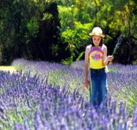 Brayfield Park Lavender Farm - Darwin Holiday