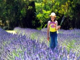 Brayfield Park Lavender Farm - Darwin Holiday 0
