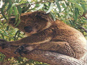 Mikkira Station - Darwin Holiday 0