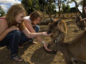 Kangaroo Island Wildlife Park - Darwin Holiday 0