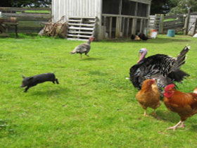 Echo Farm - Darwin Holiday 0