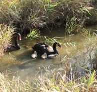 Tamar Island Wetlands Reserve and Interpretation Centre - Darwin Holiday