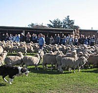 Curringa Farm - Accommodation and Farm Tours - Darwin Holiday