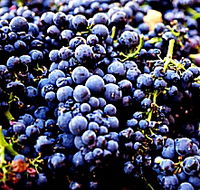 Laurel Bank Vineyard - Darwin Holiday