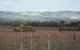 Mclaren Vale Premium Wines - thumb 0