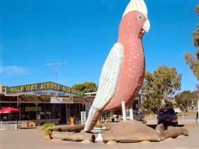 The Big Galah - Darwin Holiday 0