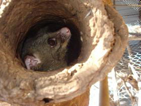 Mulga Sanctuary And Wildlife Park - Darwin Holiday 0