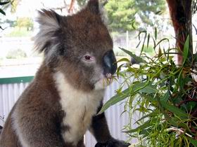 Glen-Forest Tourist Park - Darwin Holiday 0