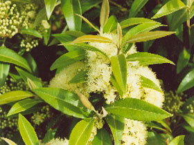 Tumbeela Native Bushfoods - Darwin Holiday 0