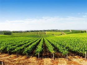 Aldinga Bay Winery - Darwin Holiday 0