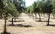 Talinga Grove Olive Oils - thumb 0