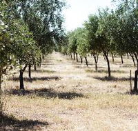 Talinga Grove Olive Oils - Darwin Holiday