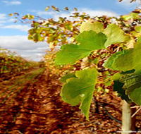 Mirabella Vineyards - Darwin Holiday