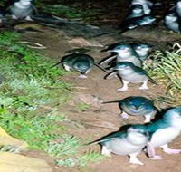 Penneshaw Penguin Centre - Darwin Holiday