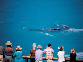 Whale Watching At Head Of Bight - Darwin Holiday 0