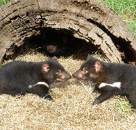 Wing's Wildlife Park - Darwin Holiday