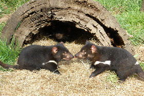 Wing's Wildlife Park - Darwin Holiday 0