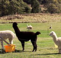 Maydena Country Cabins Accommodation  Alpaca Stud - Darwin Holiday