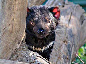 Trowunna Wildlife Sanctuary - Darwin Holiday 0