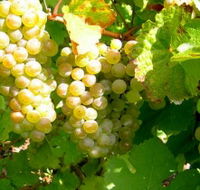 Winstead Vineyard - Darwin Holiday