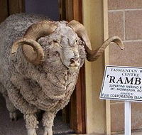 Tasmanian Wool Centre - Darwin Holiday