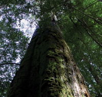 Styx Big Tree Reserve - Darwin Holiday