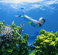 The Whale Dive Site - Darwin Holiday